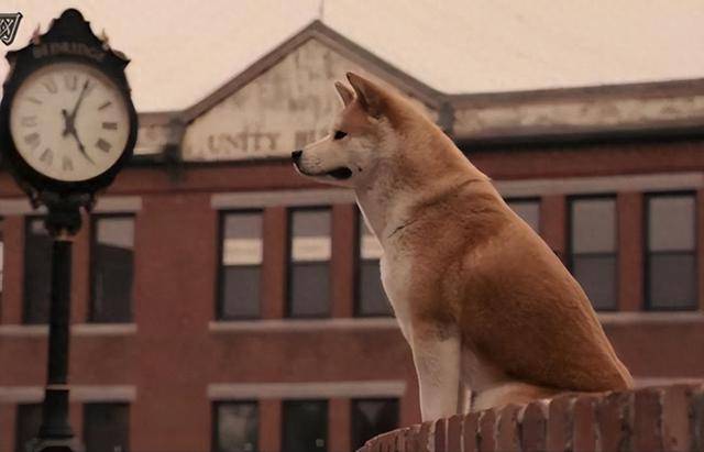 《忠犬八公的故事》：秋田犬用十年等待诠释了忠诚感动了全世界(图1)